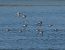 Corriere piccolo (Charadrius dubius) © Simona Corbellini