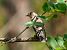 Balia nera (Ficedula hypoleuca) © Alberto Calcaterra