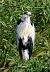 Graureiher (Ardea cinerea) © Angelo Matteucci