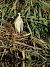 Nitticora (Nycticorax nycticorax) © Angelo Matteucci