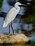 Garzetta (Egretta garzetta) © Angelo Matteucci