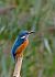 Martin pescatore (Alcedo atthis) © Angelo Matteucci