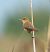 Cannaiola comune (Acrocephalus scirpaceus) © Denise Schneider