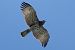 Biancone (Circaetus gallicus) © Loris Loris
