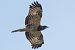 Falco pecchiaiolo (Pernis apivorus) © Loris Loris