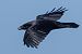 Corvo imperiale (Corvus corax) © Loris Loris