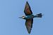 Gruccione (Merops apiaster) © Loris Loris