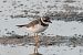 Corriere grosso (Charadrius hiaticula) © Marco Bettoni