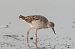 Combattente (Calidris pugnax) © Marco Bettoni