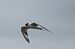 Sterna comune (Sterna hirundo) © Marco Bettoni