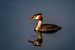 Svasso maggiore (Podiceps cristatus) © Pier Podavini