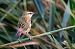 Forapaglie comune (Acrocephalus schoenobaenus) © Pier Podavini