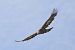 Aquila reale (Aquila chrysaetos) © Orietta Mercori