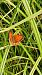 Lycaena dispar © Osservatorio Biodiversità Rafvg (FVG)