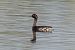 Svasso piccolo (Podiceps nigricollis) © Maurizio Parenti