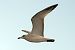 Mediterranean Gull (Ichthyaetus melanocephalus) © Maurizio Parenti