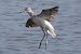 Common Greenshank (Tringa nebularia) © Maurizio Parenti