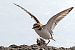 Kentish Plover (Anarhynchus alexandrinus) © Maurizio Parenti