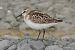 Gambecchio comune (Calidris minuta) © Maurizio Parenti