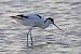 Avocetta (Recurvirostra avosetta) © Maurizio Parenti