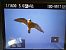 Wanderfalke (Falco peregrinus) © Roberto Ceccucci