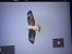 Poiana (Buteo buteo) © Roberto Ceccucci