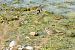 Corriere grosso (Charadrius hiaticula) © Francesca Scolari