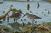 Piovanello pancianera (Calidris alpina) © Francesca Scolari
