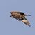 Falco pescatore (Pandion haliaetus) © Fabrizio Paolo D'ortenzio
