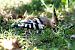 Upupa (Upupa epops) © Renzo Falzoni