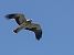 Aquila minore (Hieraaetus pennatus) © Massimo Angei