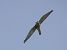 Gheppio (Falco tinnunculus) © Massimo Angei