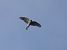 Sparviere (Accipiter nisus) © Massimo Angei