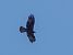 Aquila minore (Hieraaetus pennatus) © Massimo Angei
