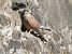 Gheppio (Falco tinnunculus) © Massimo Angei