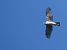 Sparviere (Accipiter nisus) © Massimo Angei