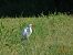 Airone bianco (Ardea alba) © Gabriella Pignattone