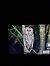 Allocco (Strix aluco) © Gabriella Pignattone