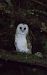 Barbagianni (Tyto alba) © Ippolito Ferreri