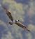 Falco pescatore (Pandion haliaetus) © Ippolito Ferreri