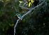 Martin pescatore (Alcedo atthis) © Francesco Ferrara