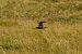 Croccolone (Gallinago media) © Bernhard Volgger