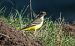 Cutrettola (Motacilla flava) © Giovanni Fontana