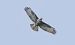 Poiana (Buteo buteo) © Giovanni Fontana