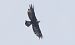 Aquila reale (Aquila chrysaetos) © Giovanni Fontana