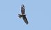 Falco di palude (Circus aeruginosus) © Giovanni Fontana