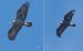 Aquila reale (Aquila chrysaetos) © Giovanni Fontana