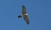 Sparviere (Accipiter nisus) © Giovanni Fontana