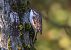 Rampichino comune (Certhia brachydactyla) © Giovanni Fontana