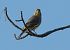 Verzellino (Serinus serinus) © Giovanni Fontana
